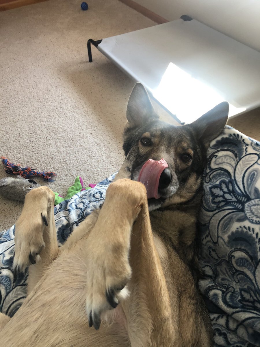 BuiltByRanger's tweet photo. @swank_log Leia agrees. https://t.co/W6C3SQWqmJ