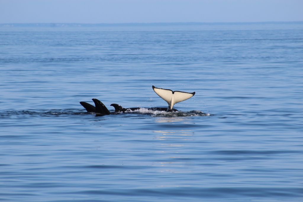 Have a whale-y great Monday!! 
🐋 
🐳
#jointhepod#Chinook#Salmon#chinooksalmon#NOAA#whalecome #salmonfacts #oceanfacts #oceanfriends #podcast#southernresident #srkw #orcas  #L125#jpod #kpod #lpod #superpod #orcabehavior #cetacean #saveourseas #breachthedams #breachingextinction