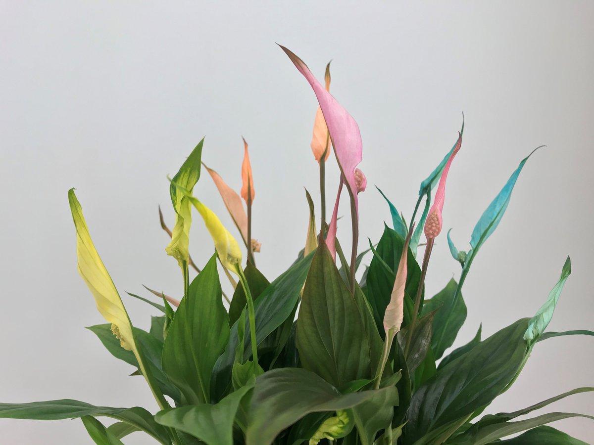 voortpotplanten's tweet photo. BREAKING | Na jaren van testen, proberen en veredelen is het ons eindelijk gelukt: Een geteelde Spathiphyllum met gekleurde bloem. Deze zullen in de zomer van 2021 leverbaar zijn bij ons. Nu al meer informatie? Neem contact met op!
#Spathiphyllum #VanderVoort #Luchtzuiverd https://t.co/xOLq5KVG4q