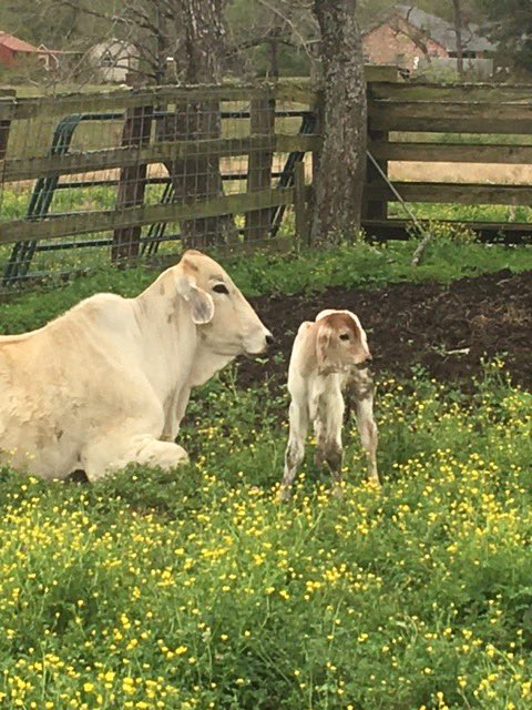 CoolmanCattleCo's tweet photo. First Heifer of the year! #C3Brand #coolmancattleco #lacattlemensassociation #cattleranch #brahmancattle #calfsofinstagram #supportsmallbusiness #MoreThanAnApparelCo https://t.co/bLd3JU4ZGO