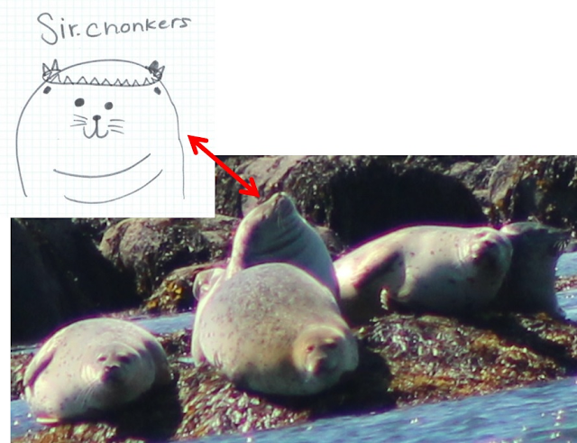 PinnipedThe's tweet photo. I had a great time this Saturday on a seal spotting cruise with @Proj_Oceanology!  For those of you who follow me on Instagram you have most likely seen Sir.chonkers, I am proud to say we spotted him during the seal cruise!   You can read more about my experience in my bio (link) https://t.co/rxefvGYkrP