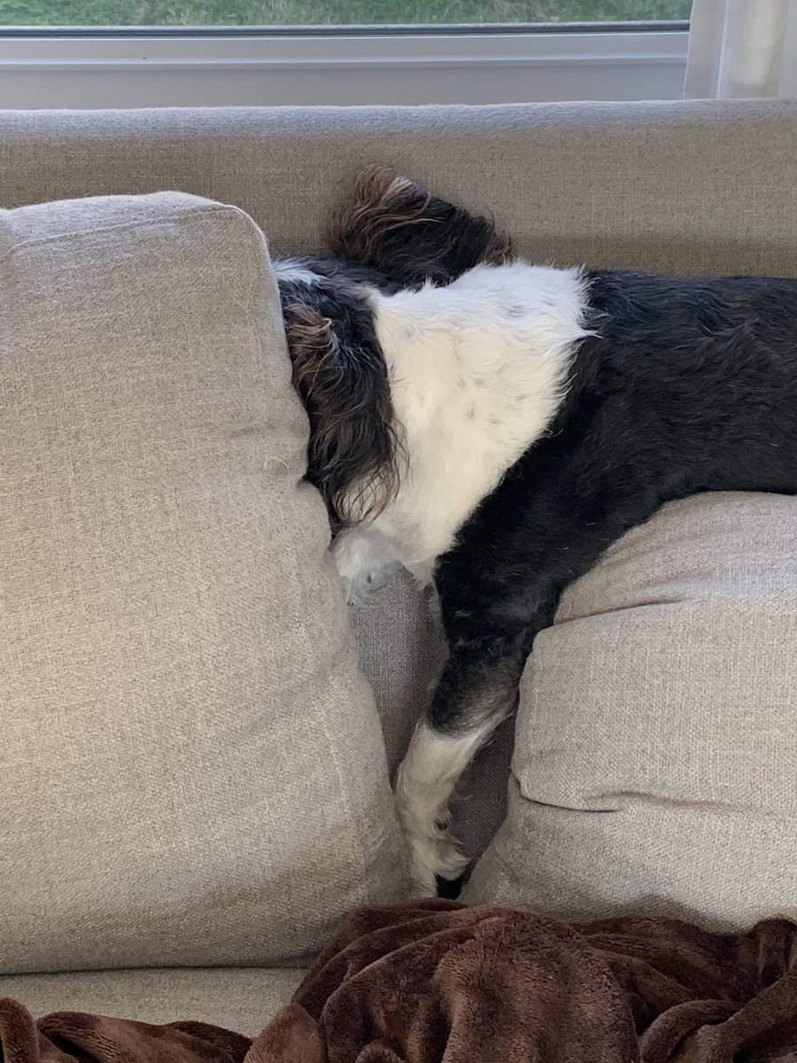 LucyLoops3's tweet photo. Hiding from Monday #peekaboo #dogsoftwitter https://t.co/m6RAV4LCdX
