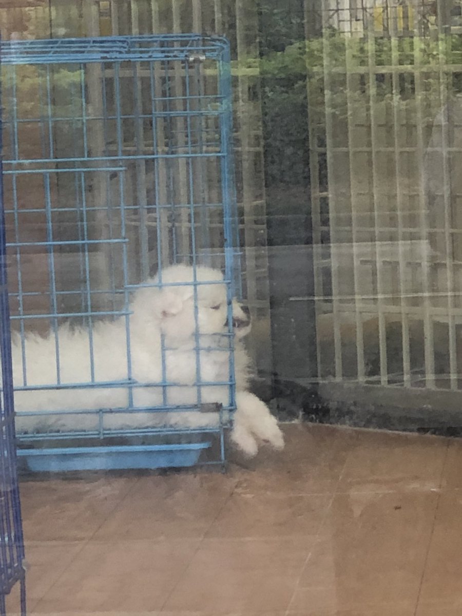 上脑了 好想好想 https://t.co/hN474U2ZZo