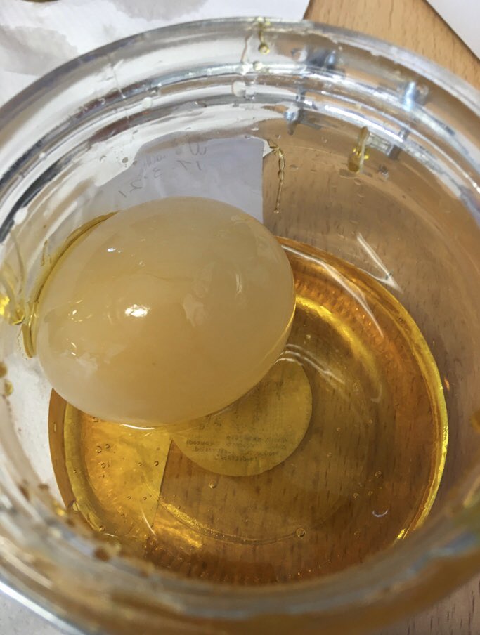 aceschools1's tweet photo. St Austell: creating osmosis experiments using different acidic liquids, eggs and golden syrup. We dissolved the raw egg’s shell using vinegar and expanded the eggs through osmosis. We then shrunk the eggs using the same process and golden syrup. Finally we made blue, bouncy eggs https://t.co/7EU2EV2gCb