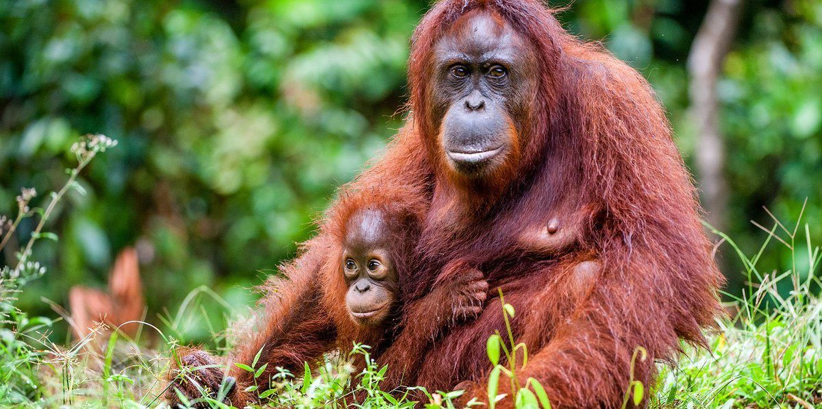 Además de acelerar la crisis climática, la tala para plantaciones de palma aceitera destruye el hábitat de especies amenazadas como el orangután en Indonesia.  (Foto: Wildfor.Life)