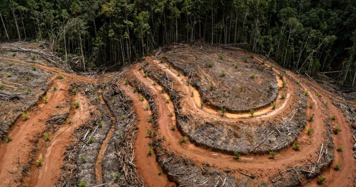 Aunque Nestlé se comprometió a ser socialmente responsable con el consumo de aceite de palma procedente de selvas tropicales, en 2019 seguía registrando más de 1000 casos de deforestación por día, o lo que es lo mismo: 473.000 hectáreas de selva tropical destruidos.