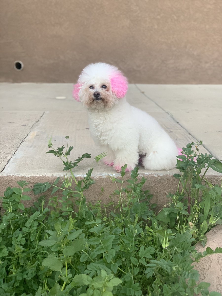 KarmaIsABichon's tweet photo. #MondayMood https://t.co/51LkVtCMrl