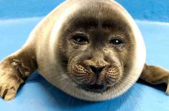 sashi_blm's tweet photo. Human face seal
#humanfaceseal
#humanfaceanimal
#humanfaceanimals
#aquarium
↓Please see here for the video↓
https://t.co/PkkMPtC7yI https://t.co/JIR1ZNwTEr