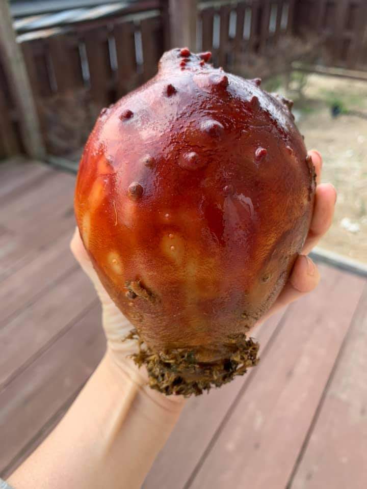 おまつり本舗 手洗してね Omatsurihonpo Twitter