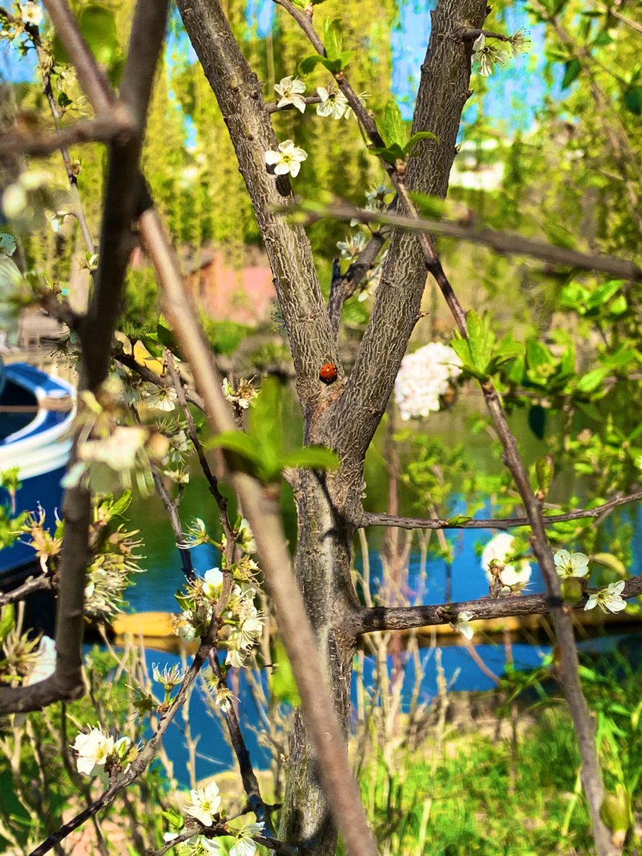 herlyneblaise's tweet photo. 🐞 “Ah quelle erreur ! quelle folie ! De ne pas jouir de la vie ! C'est aux jeux, c'est aux amours Qu'il faut donner les beaux jours.”
￼✍️Philippe Quinault 
📕Armide 

#citation #jeudiphoto #paris https://t.co/QKWIlKhL9s