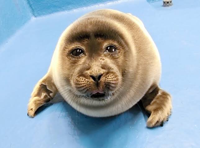 sashi_blm's tweet photo. Human face seal
#humanfaceseal
#humanfaceanimal
#humanfaceanimals
#aquarium
↓Please see here for the video↓
https://t.co/kHdWDlJjLg https://t.co/mVWtcC7S2m