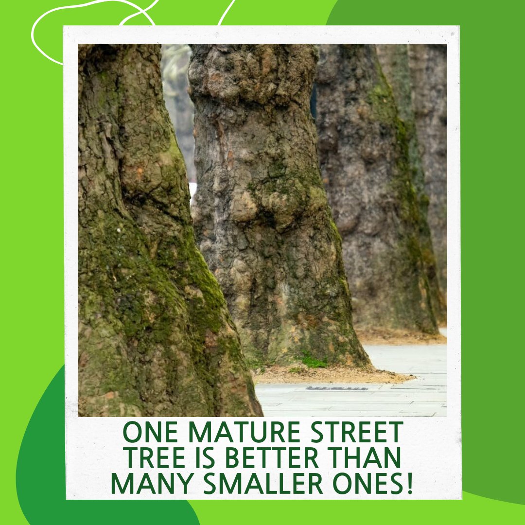 SustainableJC's tweet photo. Bigger Trees are better for the streets of JC! Removing mature Trees and replacing them with small ones results in a net loss of ecosystem services including storing carbon, supporting wildlife, slowing rainfall, reducing temperatures, and trapping pollution in leaves! #JCTrees https://t.co/5pruXezEV2