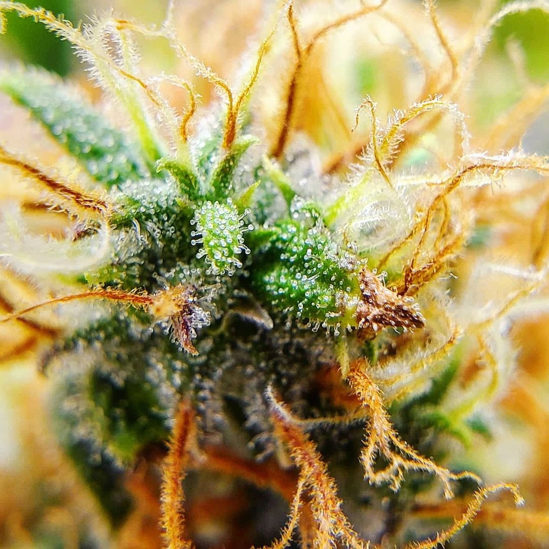 Look at that glow 😍

#cannabisnewsza #cannabissouthafrica #cannabisnews #cannabiscommunity #cannabisculture #highsociety #hightimes #kush #marijuana #cannabis #maryjane #weedstagram #ganja #dank #weedporn #weedlife
