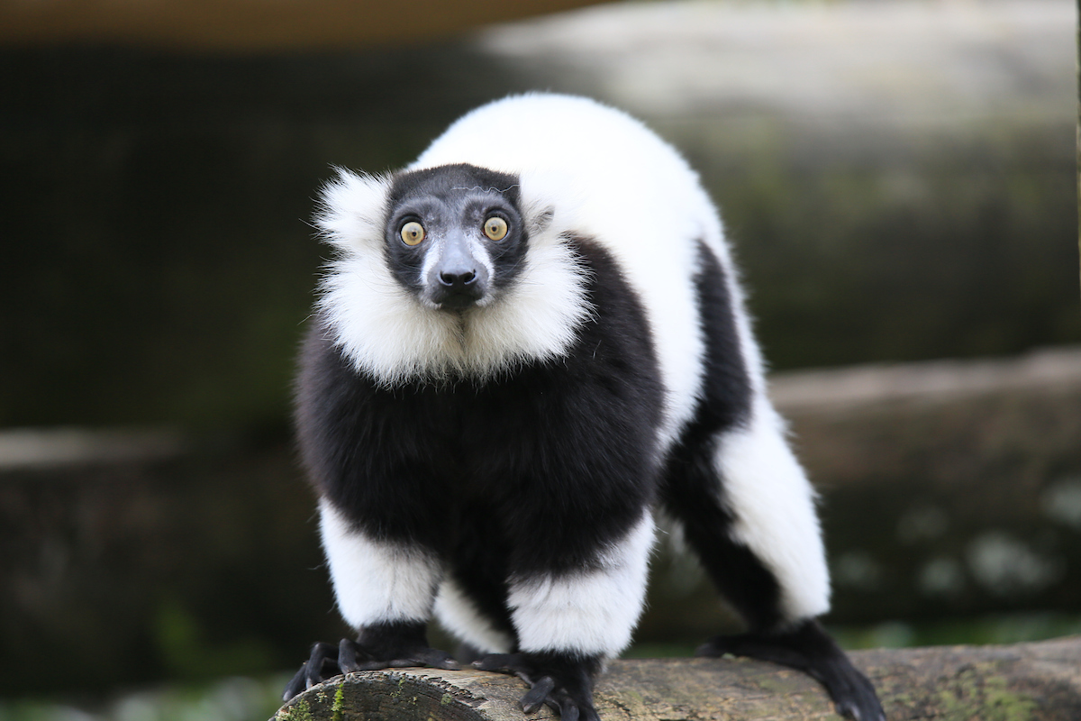 توییتر \ Memphis Zoo در توییتر: «Did we hear you talking about coming to  the Zoo this week?! #MemphisZoo #Memphis #Zoo #Lemur #WhiteRuffedLemur  #WhiteLemur #Animals #Friends #PrimateCanyon #Tennessee #Plans  #WeekdayPlans #Monday /jzu7xmePpF»