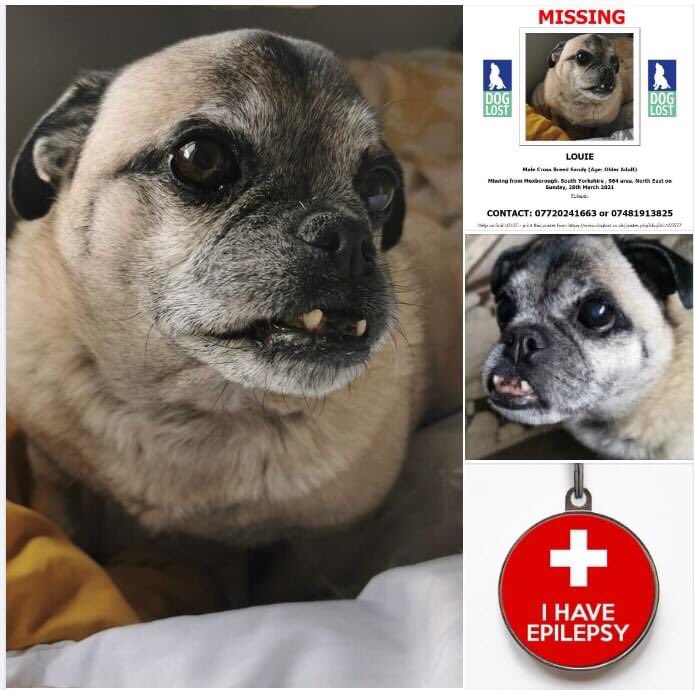 veryluckypugs's tweet photo. 🆘❤️🆘 URGENT SHARES FOR A LITTLE ELDERLY MAN CALLED LOUIE MISSING GARDEN STREET MEXBOROUGH SOUTH YORKSHIRE 28TH MARCH HIS LIFE IS AT GREAT RISK WITHOUT HIS MEDICATION😔FROM HIS HEARTBROKEN OWNER.... "Louie is still missing. Someone must know where my boy is https://t.co/eS6TCvUQae