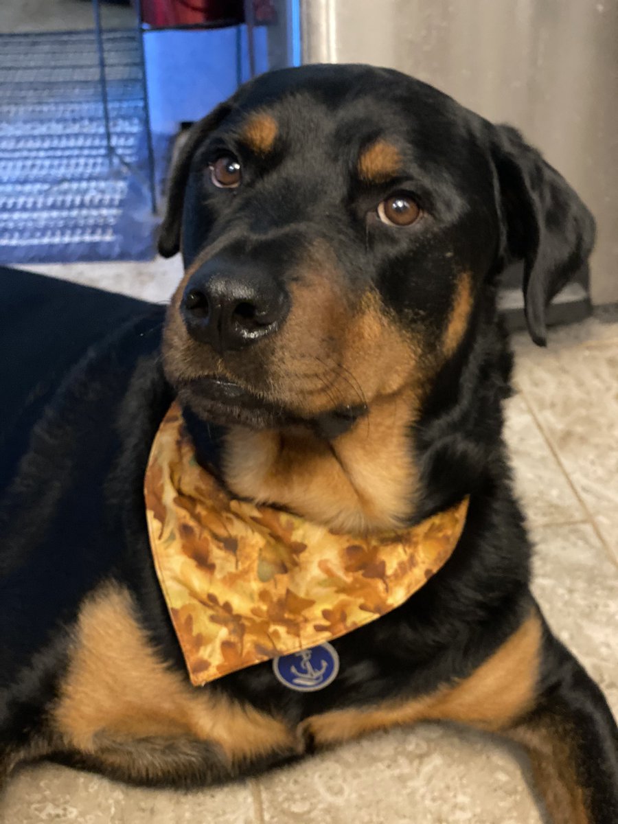 Did someone say bacon?!?! #OscarCookMyKicks #Sweepstakes <a href="/oscarmayer/">Oscar Mayer</a> 🥓