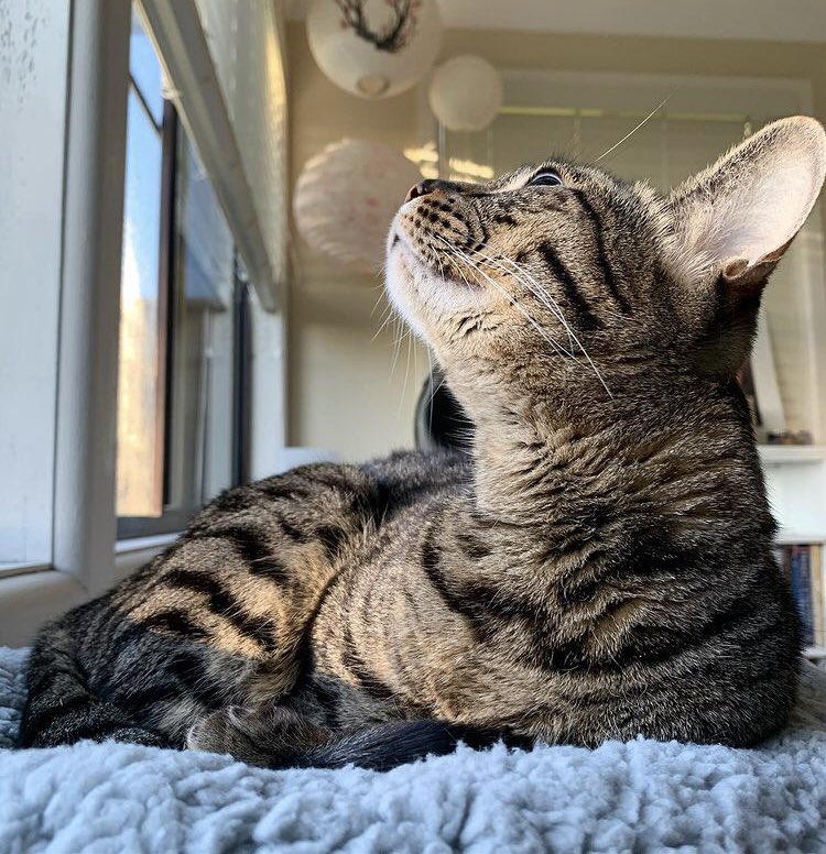 goudalovesfig's tweet photo. Daydreaming ☀️ ⛅️ 💕 #DayDream #CatsOfTwitter https://t.co/lL89zUafMJ