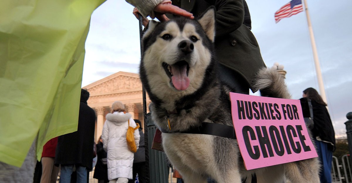 DailySignal's tweet photo. All Hounds on Deck for #ProChoicePup Campaign https://t.co/kisYgvPbRC https://t.co/vNXItGWFwz