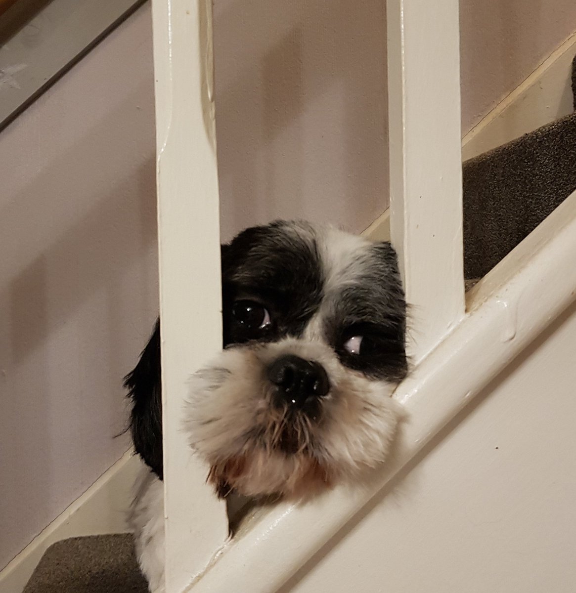 amb6812's tweet photo. Not sure this is a good idea Miles! @dogshouldnt @dog_rates https://t.co/Np7B1EsROa
