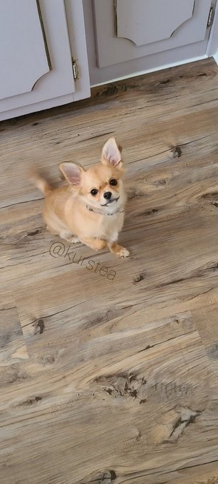 Name: Philotimo Eleanor Age: 145 days on Earth.  Title: Best friend. https://t.co/u3VHj3ZU6o<a href="/tag/unitedwestand"class="tags"><span>#unitedwestand</span></a><a href="/tag/dividedwefall"class="tags"><span>#dividedwefall</span></a>