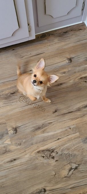 Name: Philotimo Eleanor Age: 145 days on Earth.  Title: Best friend. https://t.co/u3VHj3ZU6o<a href="/tag/unitedwestand"class="tags"><span>#unitedwestand</span></a><a href="/tag/dividedwefall"class="tags"><span>#dividedwefall</span></a>