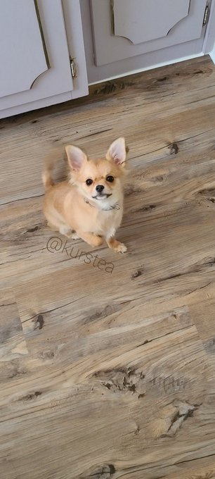 Name: Philotimo Eleanor Age: 145 days on Earth.  Title: Best friend. https://t.co/u3VHj3ZU6o<a href="/tag/unitedwestand"class="tags"><span>#unitedwestand</span></a><a href="/tag/dividedwefall"class="tags"><span>#dividedwefall</span></a>