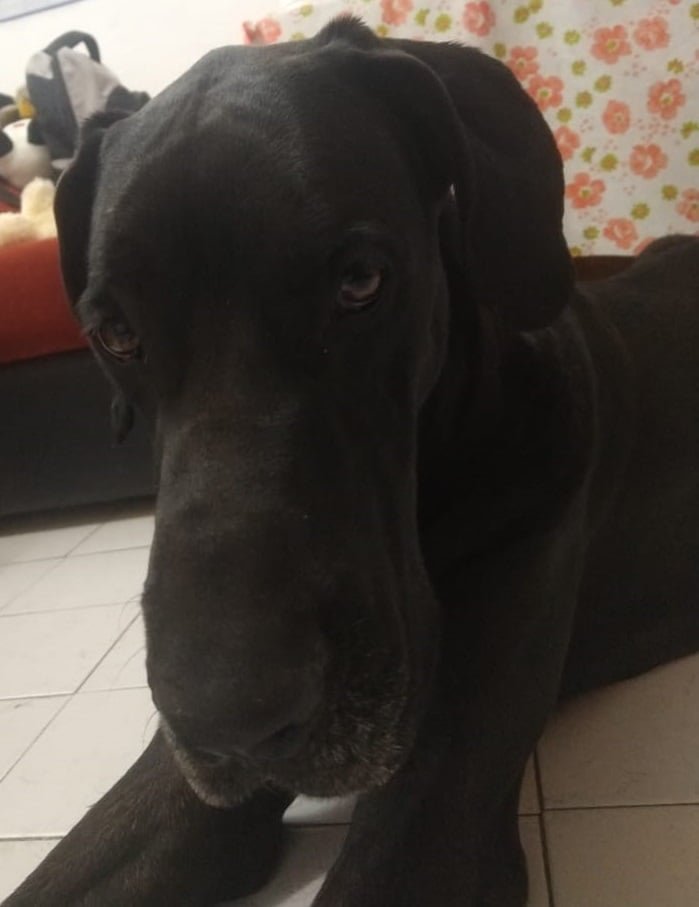 OMEYOCANAC's tweet photo. SU 🎞 #HISTORIA CONTINÚA, en #ADOPCIÒN
🐾Un #rescate que aún sigue vigente 🇲🇽!! 🐾

🐶 NOMBRE: Zeus
NACIÓ: 2017
TALLA: #Extragrande
SEXO: #Macho
En proceso de #esterilización https://t.co/7QxNb2gQO0