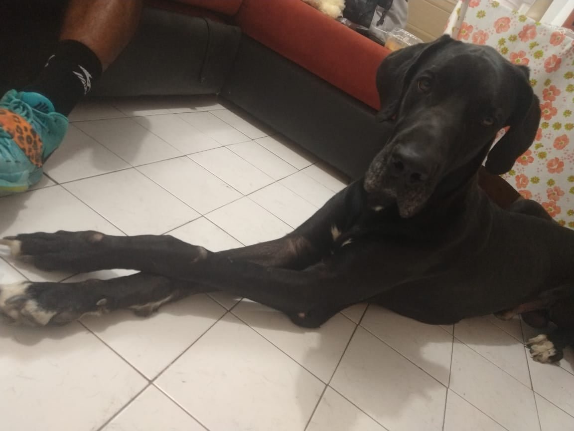 OMEYOCANAC's tweet photo. SU 🎞 #HISTORIA CONTINÚA, en #ADOPCIÒN
🐾Un #rescate que aún sigue vigente 🇲🇽!! 🐾

🐶 NOMBRE: Zeus
NACIÓ: 2017
TALLA: #Extragrande
SEXO: #Macho
En proceso de #esterilización https://t.co/7QxNb2gQO0