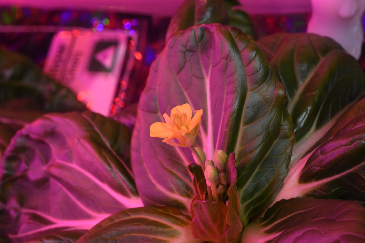 Stop and smell the flowers! Checking in on the Pak Choi that I've been growing on @Space_Station. This is part of Veggie - an experiment studying crop production in microgravity that could help astronauts become more self-sufficient on long-duration missions to the Moon or Mars.