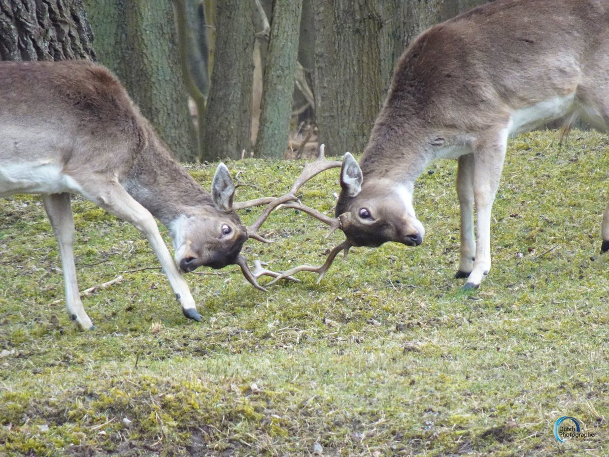Dutchphotograp's tweet photo. Bokjes aan het stoeien..
#damhert #nature https://t.co/TGCsVLQBB6