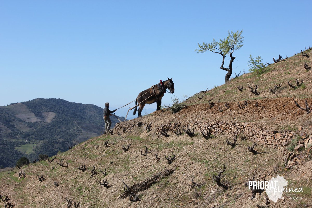 priorat_expl's tweet photo. A Mas de la Rosa de ⁦@vallllach⁩ la llaurada es realitza amb tracció animal🐴, un treball en equip magnífic que arrela un vincle entre la persona i la natura en un paratge de vinyes velles centenàries plantades en pendents impossibles.
#prioratexplained ⁦@doqpriorat⁩ https://t.co/eTn75gHeVt