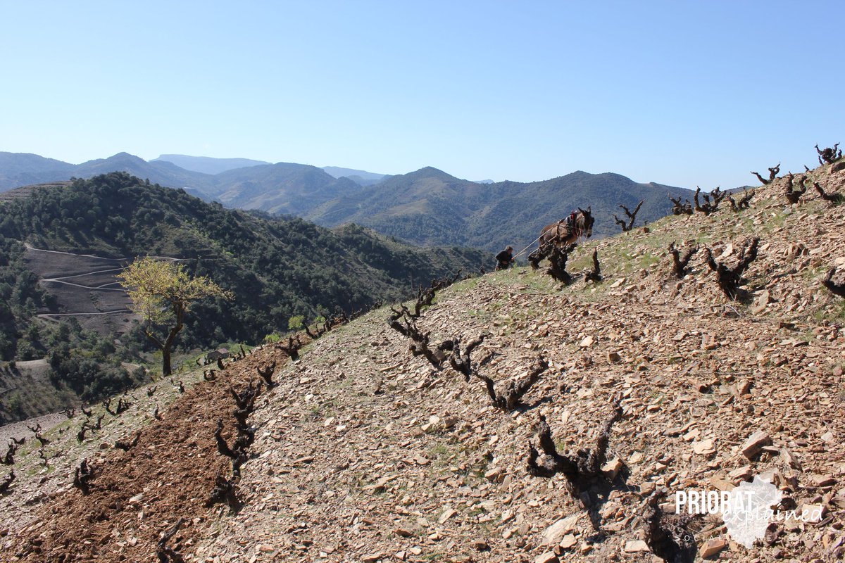 priorat_expl's tweet photo. A Mas de la Rosa de ⁦@vallllach⁩ la llaurada es realitza amb tracció animal🐴, un treball en equip magnífic que arrela un vincle entre la persona i la natura en un paratge de vinyes velles centenàries plantades en pendents impossibles.
#prioratexplained ⁦@doqpriorat⁩ https://t.co/eTn75gHeVt
