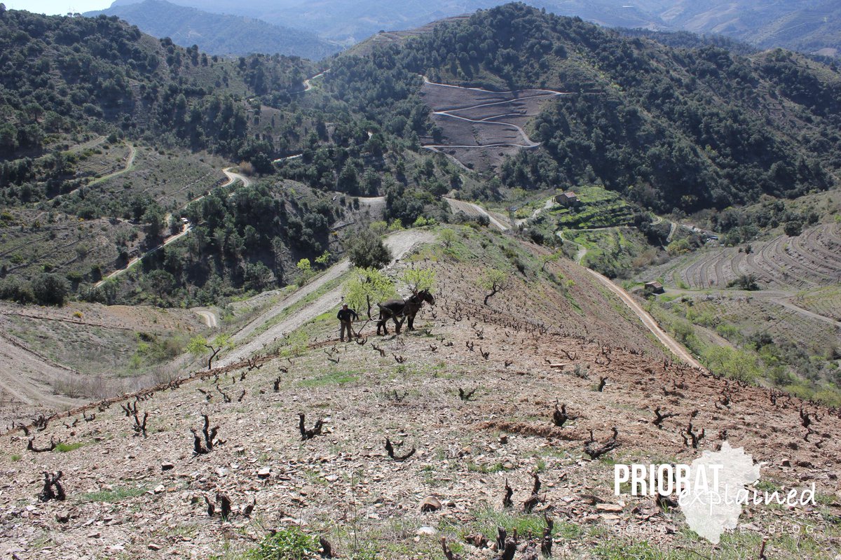 priorat_expl's tweet photo. A Mas de la Rosa de ⁦@vallllach⁩ la llaurada es realitza amb tracció animal🐴, un treball en equip magnífic que arrela un vincle entre la persona i la natura en un paratge de vinyes velles centenàries plantades en pendents impossibles.
#prioratexplained ⁦@doqpriorat⁩ https://t.co/eTn75gHeVt