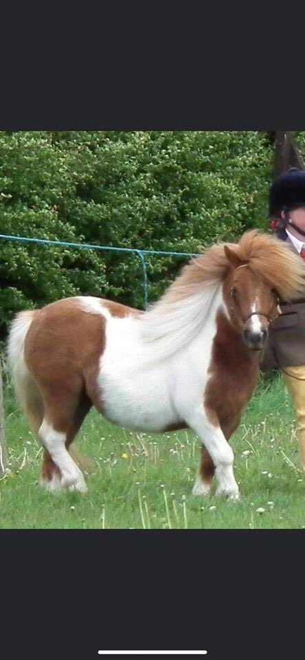 Karen Field tweet media