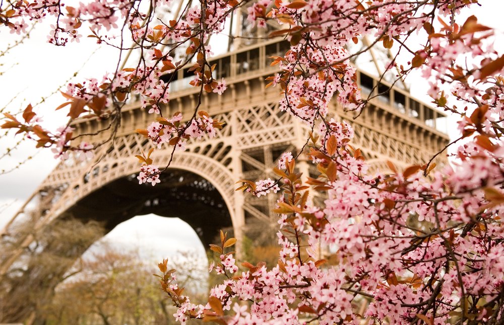 Embassy of France in the U.S. (@franceintheus) on Twitter photo Both <a href="/Paris/">Paris</a> and <a href="/washingtondc/">Visit Washington, DC</a> are nearing peak cherry blossom season: a time that signals the start of spring! The fluffy pink 🌸 symbolize renewal and can be found surrounding the Tidal Basin in D.C., near <a href="/LaTourEiffel/">La tour Eiffel</a> in Paris and in various other parks in both cities! Both <a href="/Paris/">Paris</a> and <a href="/washingtondc/">Visit Washington, DC</a> are nearing peak cherry blossom season: a time that signals the start of spring! The fluffy pink 🌸 symbolize renewal and can be found surrounding the Tidal Basin in D.C., near <a href="/LaTourEiffel/">La tour Eiffel</a> in Paris and in various other parks in both cities!