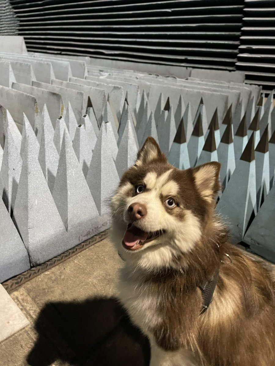 ElectronicsbyJH's tweet image. RF anechoic chamber pupper β€οΈ