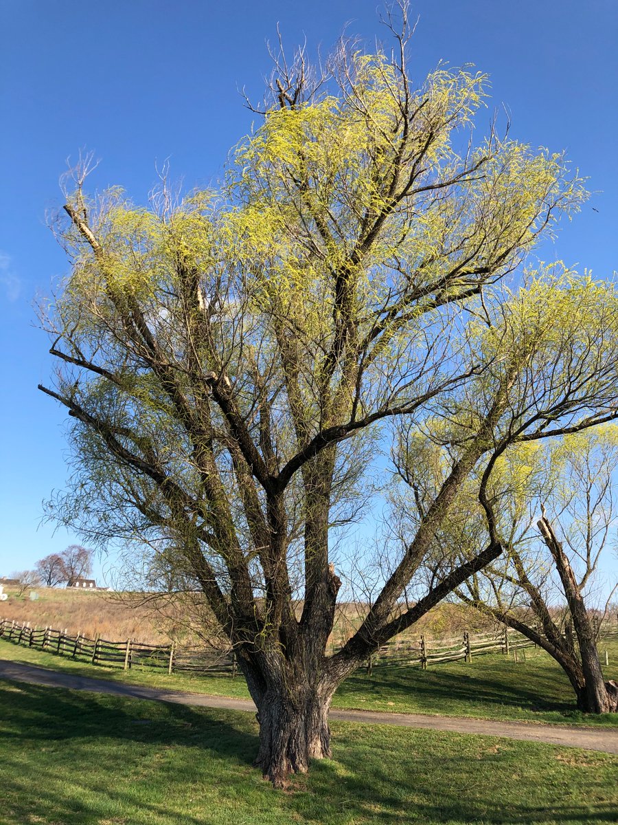 oak_spring's tweet photo. Spotted around the property: a blooming forsythia and a willow tree with young leaves and catkins. #bloomalert https://t.co/yEpvC2b3Z5