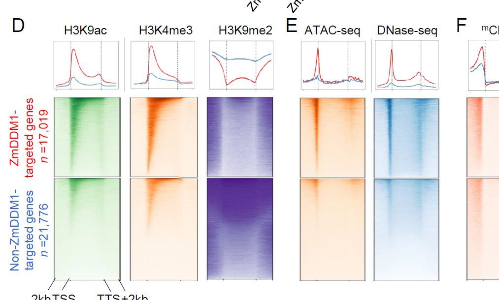 Maize Decrease in DNA methylation 1 targets RNA-directed DNA methylation on active chromatin #PlantSci #Maize #Chromatin buff.ly/3rv7xHP