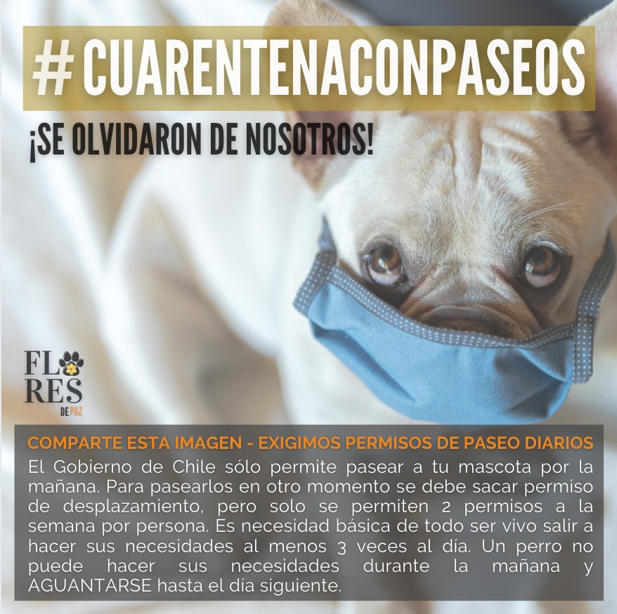 TheFurbi's tweet photo. PORQUE NADIE HACE NADA? @GobiernodeChile @colmevetchile @voceriagobierno  No están permitiendo que nuestros perros salgan a hacer sus necesidades… necesitan al menos 3 veces al día! un perro no se puede aguantar desde la mañana, hasta el día siguiente! #cuarentenaconpaseos DF!!! https://t.co/jh1EwLy9iR