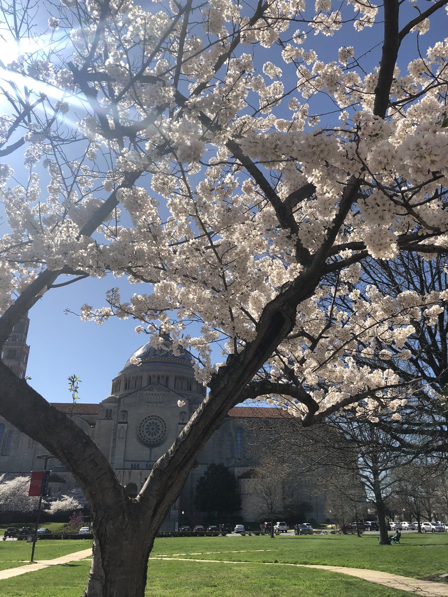 cuaNCSSS's tweet photo. Springtime from our courtyard at the National Catholic School of Social Service🌷 @CatholicUniv 

#NCSSS #CherryBlossomDC #CatholicUniversity https://t.co/v29DiAwem7