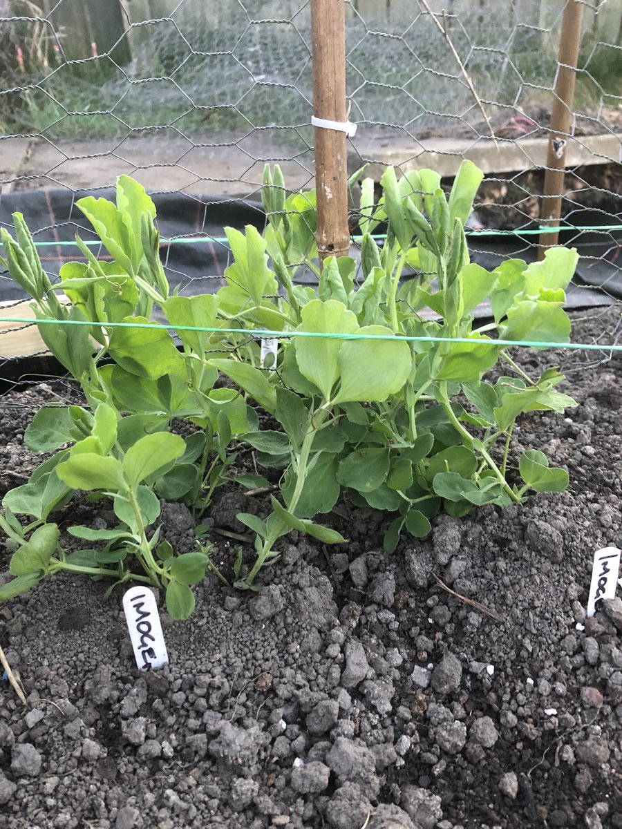 9 days post planting, and I’m happy with how my October sown Sweet Pea’s have got away. 

#sweetpeas #gardening #scentedflowers #GardenersWorld #GardensHour