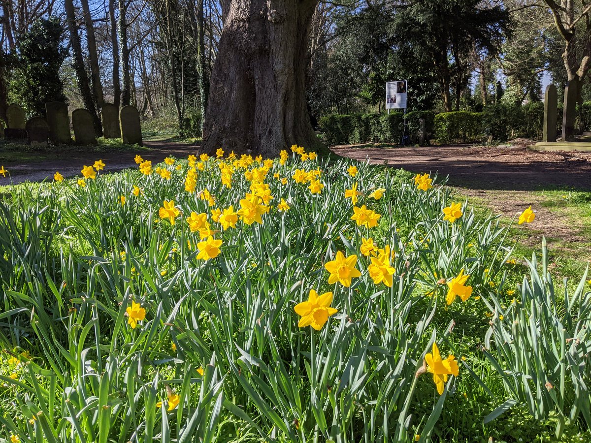Spring in Hull ☀️🌻🙂