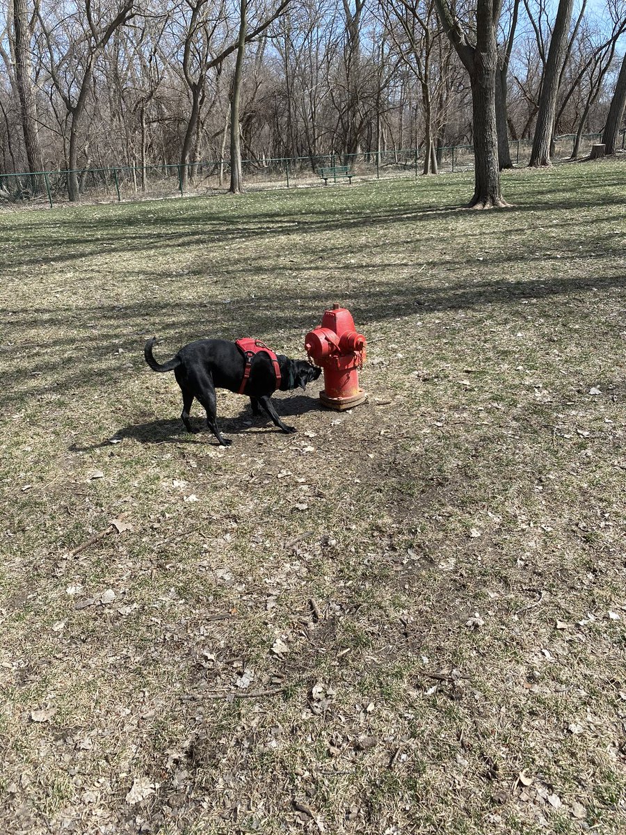MollyDaPup's tweet photo. Dog park days wear me out!

Don’t tell the boss I snuck in a quick nap during my shift on Sunday. 😬😴 https://t.co/5IJPKAoEft