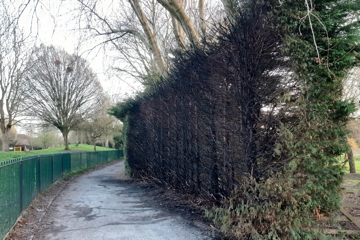 HandbridgePkPol's tweet photo. Hi all 👋🏻 A large section of the hedge in Westminster Park was deliberately set on fire on Wednesday 24th March.
Did you witness the incident? If you did, please get in touch via:

☎️ 101 (Quoting incident 946554)
📧 Or message this page privately

PC John Wszolek https://t.co/1ofcsC2FiV