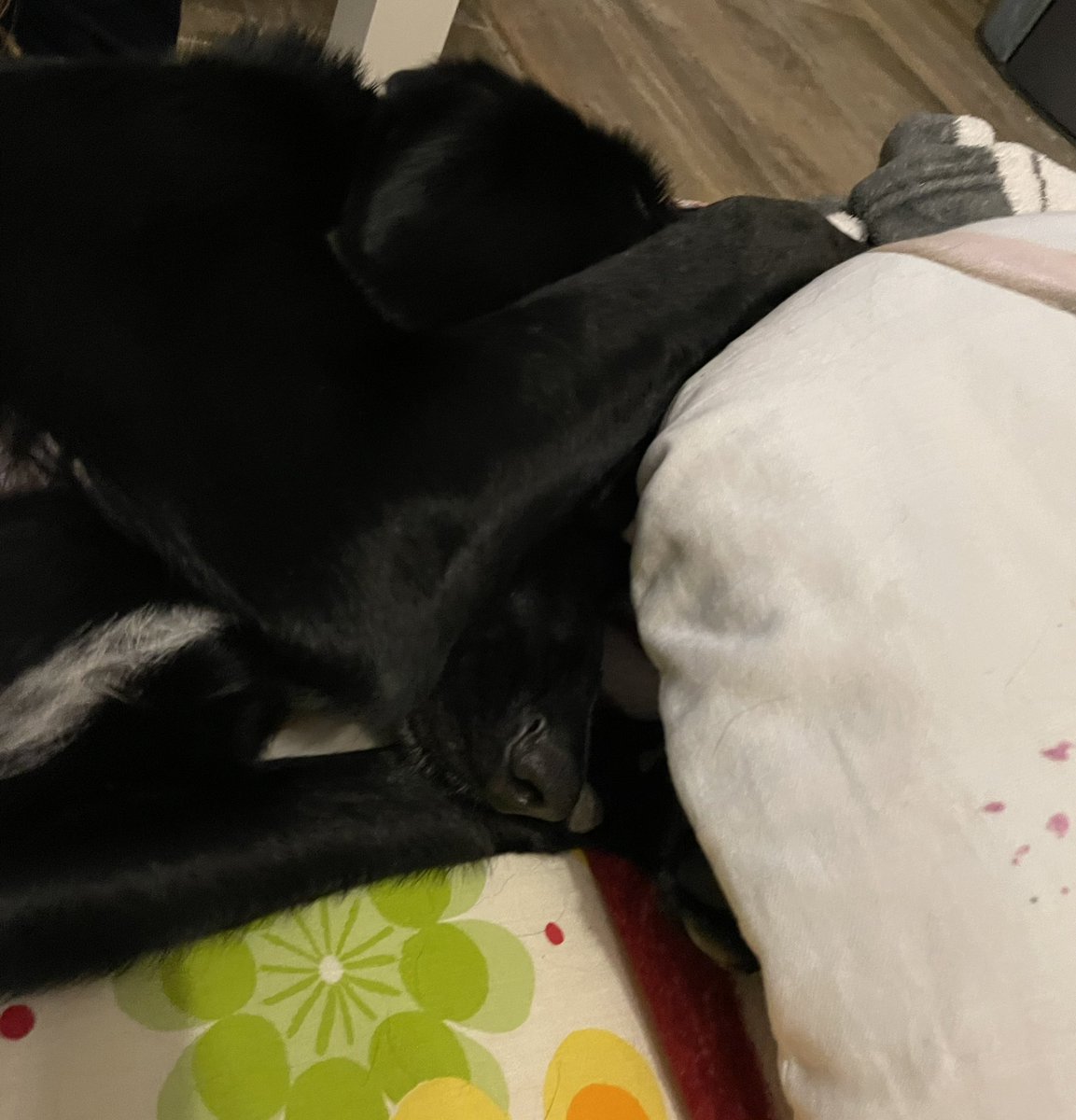 _fraukeentech_'s tweet photo. #LolaPennt und meint wir brauchen keine neue Couch. Das Provisorium ist doch perfekt. https://t.co/ReH3qI2Hod