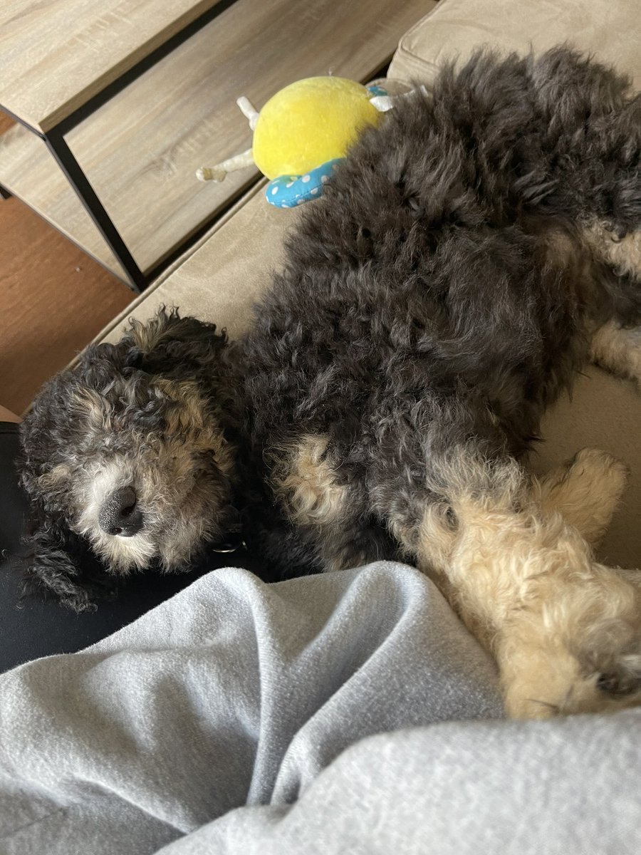 Michaela Sundermann Westberg tweet media