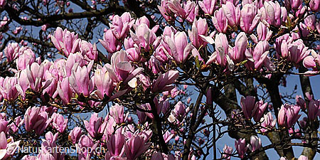 NaturKartenShop's tweet photo. Blühende Magnolien

Fotokarte: https://t.co/CeG2qXg87o 

#Frühlingsblumen https://t.co/xeWZ1pb2MT