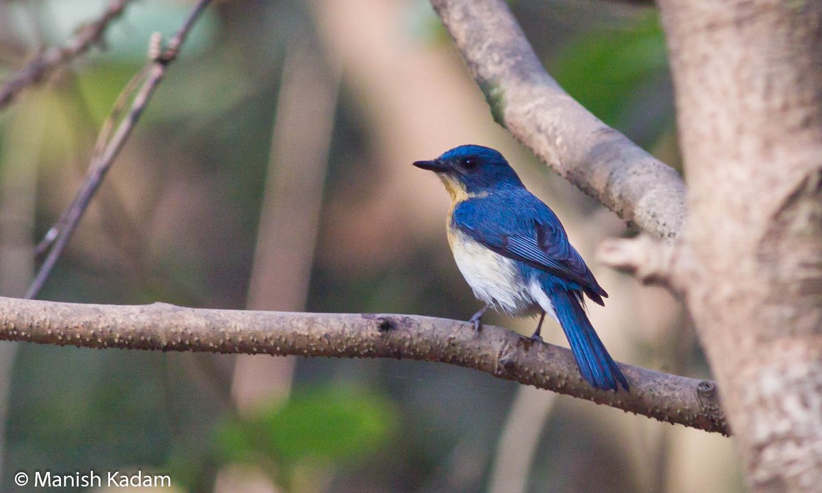 ManishKadam20's tweet photo. #ColoursInBirds by #IndiAves
RGB that makes all colours,
Red - Red Avadavat
Green - Coppersmith Barbet
Blue - Tickel's Blue Flycatcher
Happy Holi Everyone!
@IndiAves #birds #birdwatching #birding https://t.co/XBUZk5tIAH