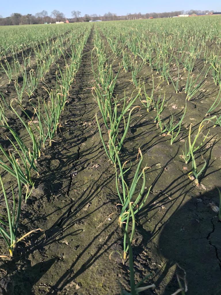 #uien #troy #oogst2021 🤩🧅👌