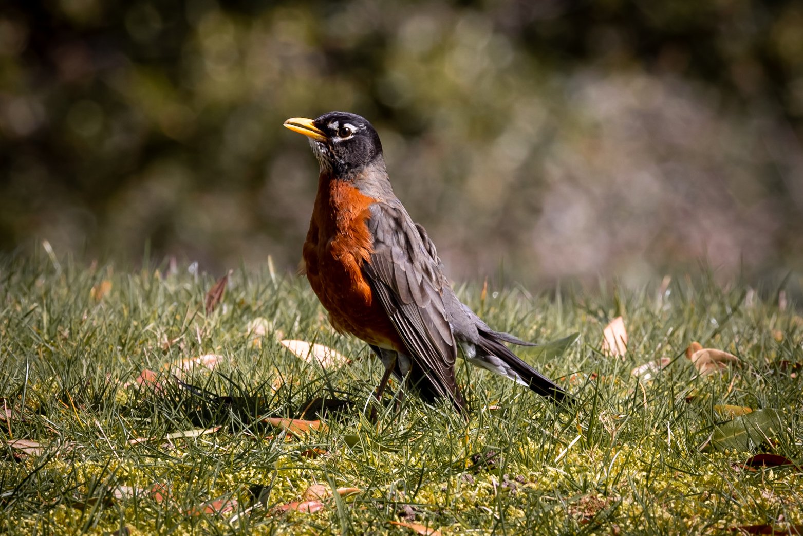 Calling All Birds callingallbirds X